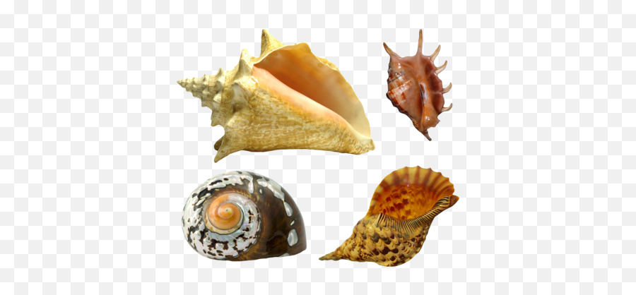 Download Seashell Png - Sea Shell Png Image With No Sea Shell,Sea Shell Png