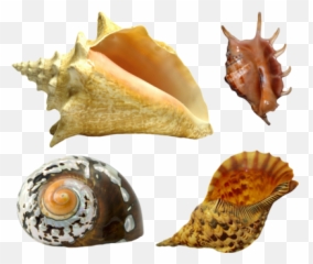 Download Seashell Png - Sea Shell Png Image With No Sea Shell,Sea Shell Png