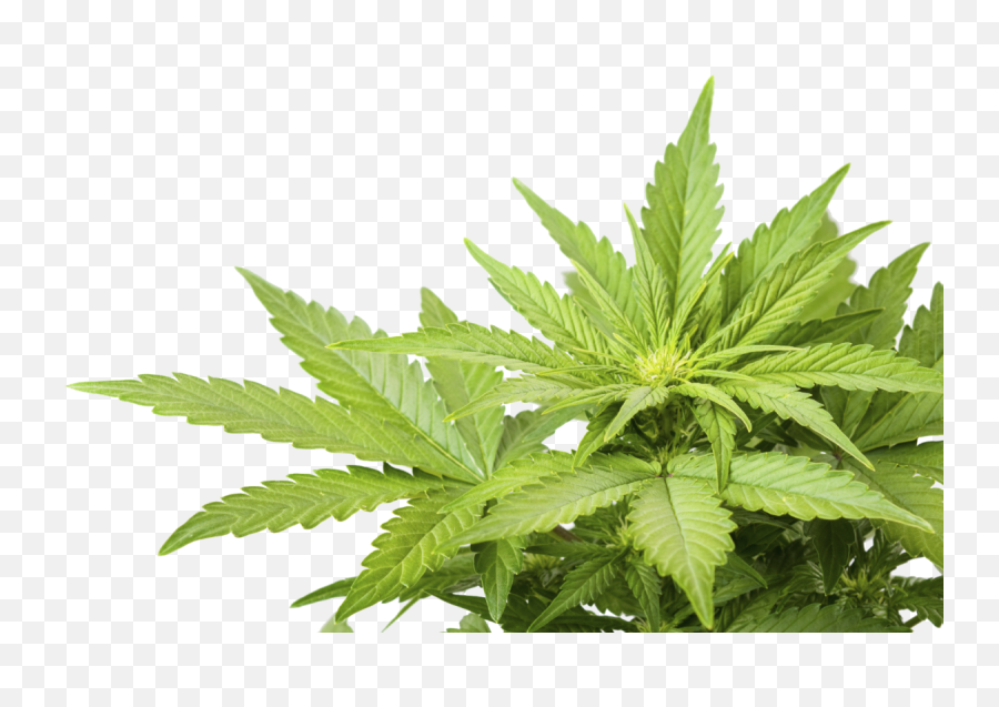 Cannabis Png Images Free Download - Cannabis Png,Weed Transparent Background