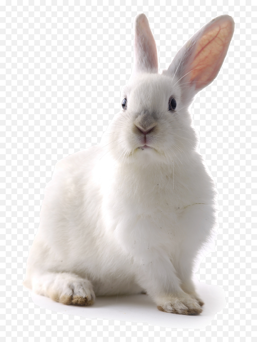White Rabbit Easter Bunny Cat Lionhead - Rabit Png Transparent White Rabbit Png,White Rabbit Png