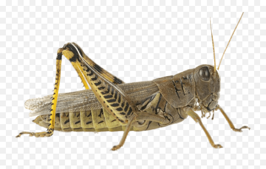 Grasshopper Png Transparent Background - Locust Png,Grasshopper Png