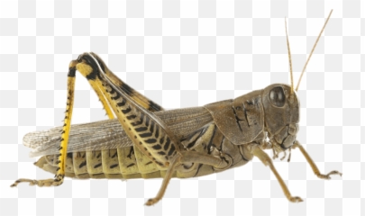Grasshopper Png Transparent Background - Locust Png,Grasshopper Png