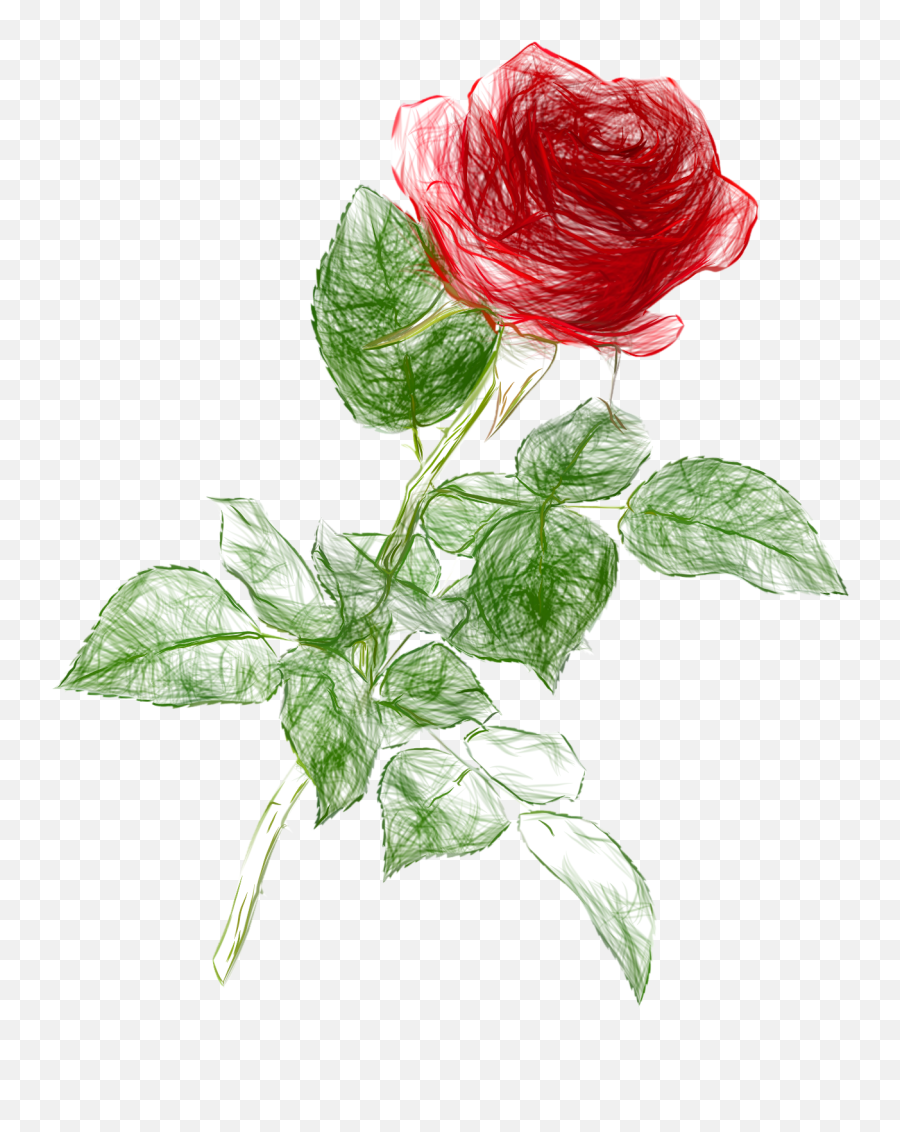 Drawing Pencil Color Rose Png Clipart - Rose Drawing Png,Flower Png