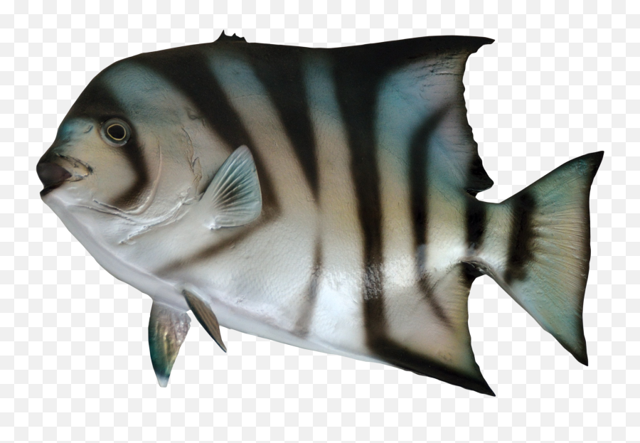 Tuna Fish Png Transparent Image - Fish Star Fish Picture Png,Fish Png Transparent