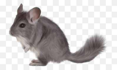 Chinchilla Png Image - Chinchilla Png,Chinchilla Png