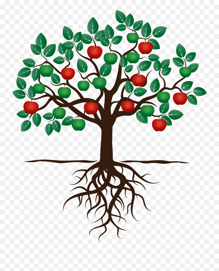 Download Hd Fruit Tree Drawing Apple Root - Fruit Tree With Apple Tree With Roots Clipart Png,Fruit Tree Png