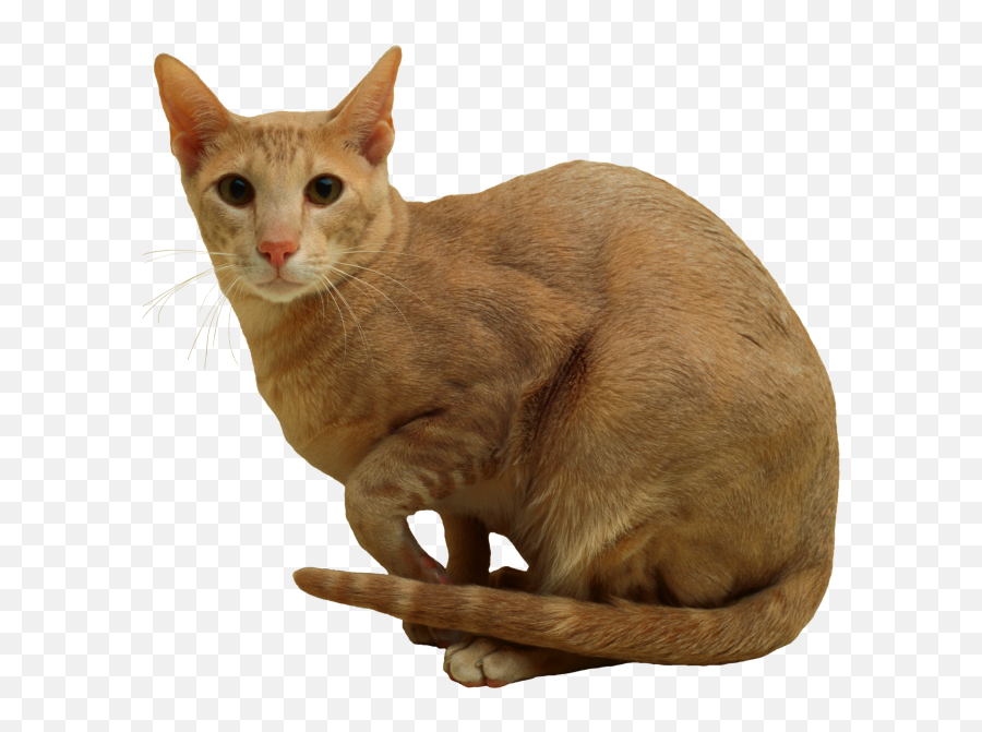 Cat Png Transparent Image For Free Download 15 - Photo 4341 Cat,Orange Cat Png