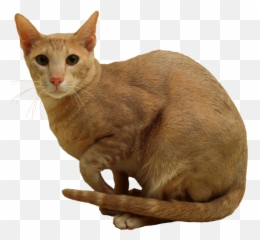 Cat Png Transparent Image For Free Download 15 - Photo 4341 Cat,Orange Cat Png