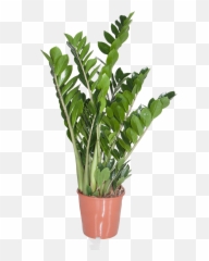 Zamioculcas Emerald Palm - Zanzibar Gem png