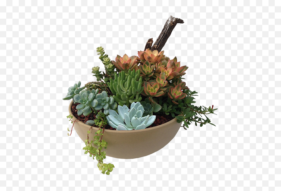 Succulent Plant Transparent Png - Succulent Png Transparent,Succulent Transparent Background