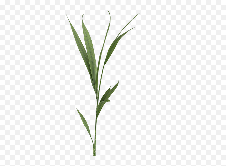 1 - Plantpng U2013 Mighty Mike Show Grass,Yucca Png