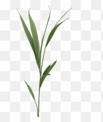 1 - Plantpng U2013 Mighty Mike Show Grass,Yucca Png