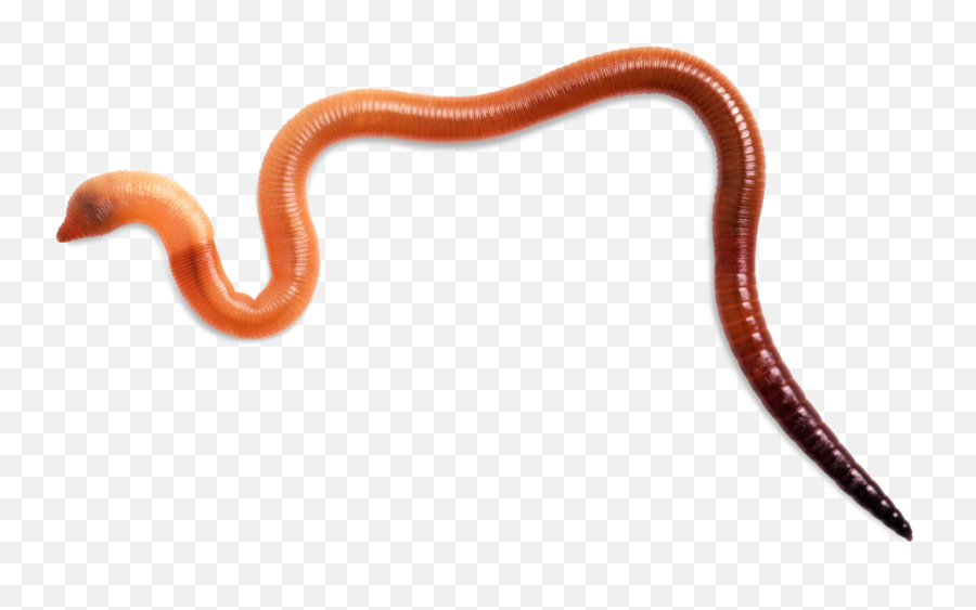 Worms Background Png Image Play - Invertebrates Worm,Worms Png