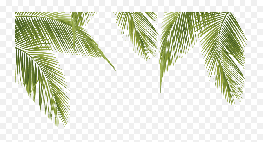 Png V43 Background Pixel 2400x1200 Cars - Palmas Png,Trees Background Png