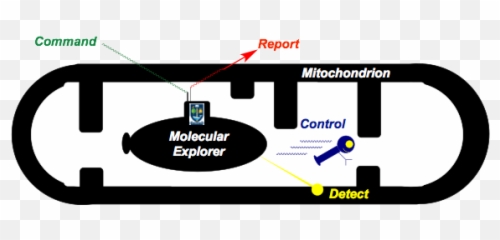 Research - Online Advertising Png,Mitochondria Png