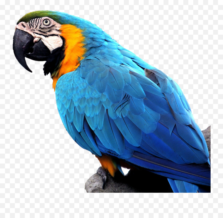 Full Size Png Image - Exotic Birds Png,Macaw Png