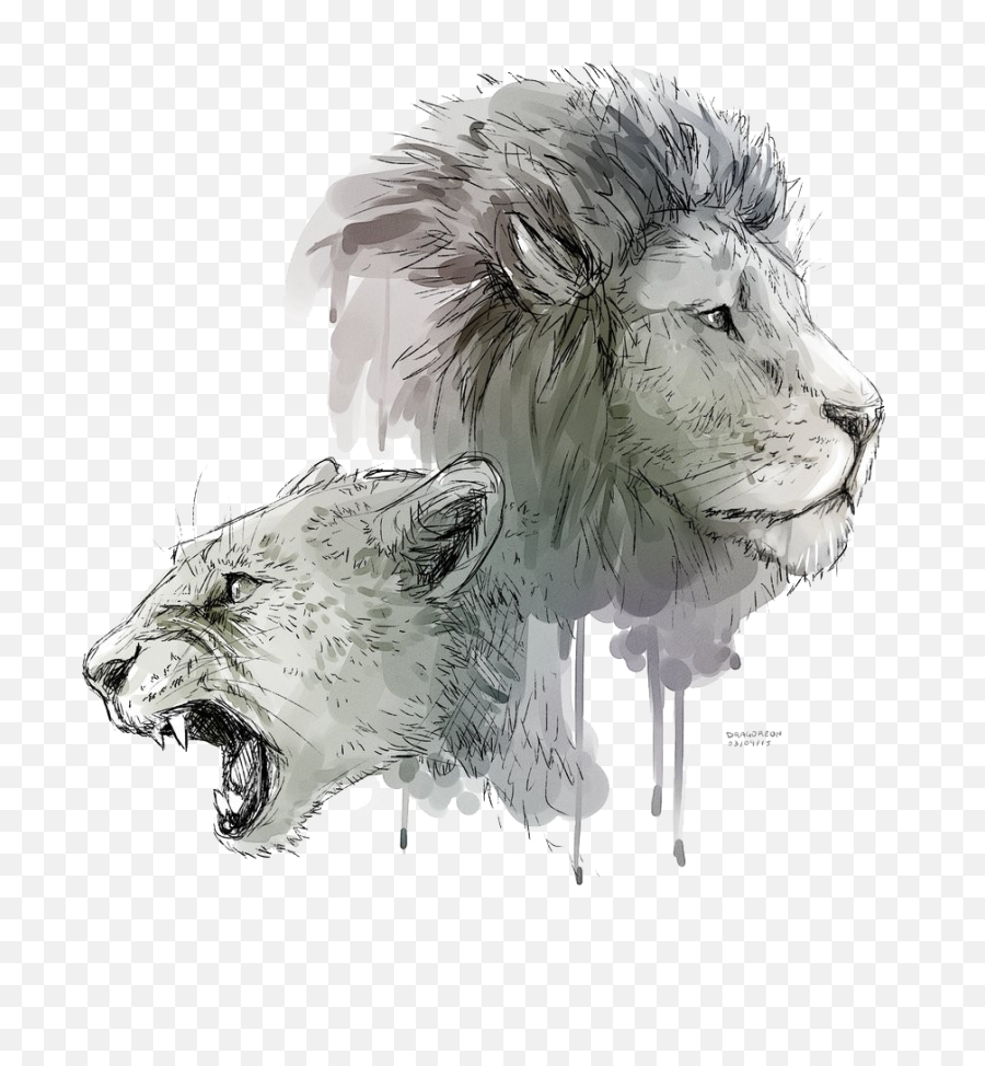 Lion Art Png Transparent - Lion And Lioness Drawing,Lion Roar Png