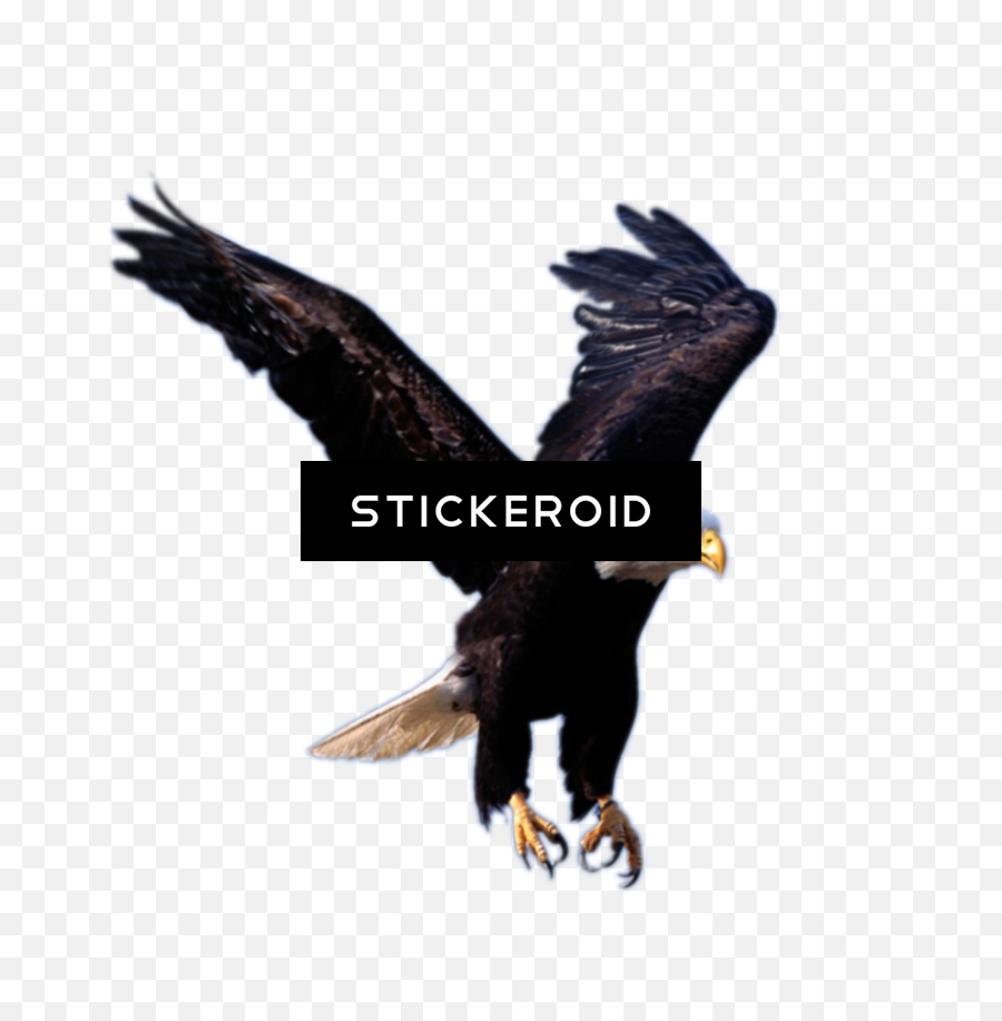 Download Hd Eagle Animals - High On Eagles Wings Transparent Flying Eagle Png,Eagle Wings Png