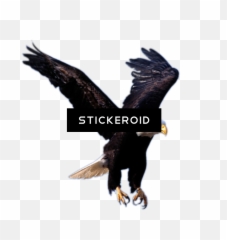 Download Hd Eagle Animals - High On Eagles Wings Transparent Flying Png