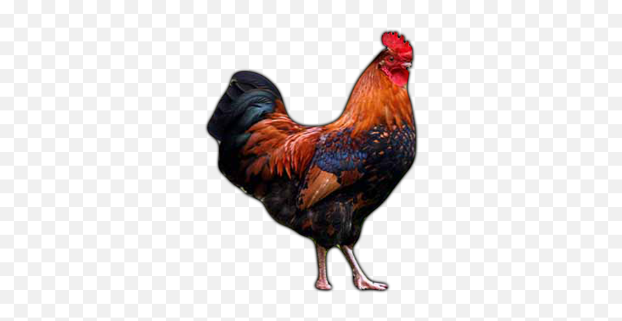 Farm Animals - Rooster Learn About Rooster Rooster Lessons Farm Animals Rooster Png,Rooster Png