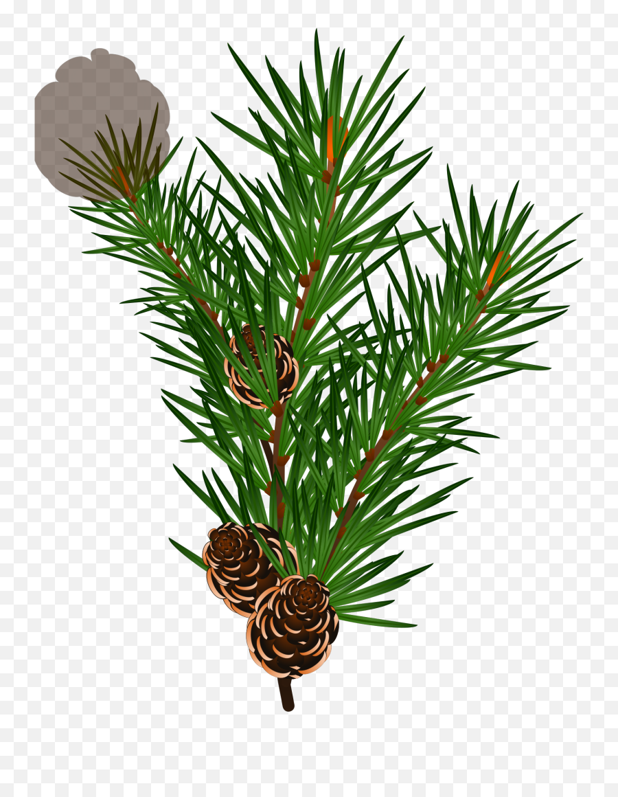 Branch Png Svg Clip Art For Web - Juniper,Christmas Tree Branch Png