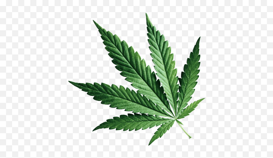 Medical Marijuana Cannabis Doctor - Marijuana Leaf Png,Marijuana Leaf Transparent