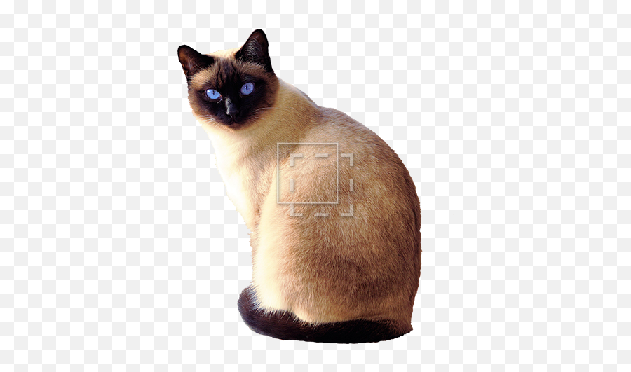Siamese Cat Transparent Background - Transparent Siamese Cat Png,Cat With Transparent Background