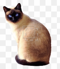 Siamese Cat Transparent Background - Png