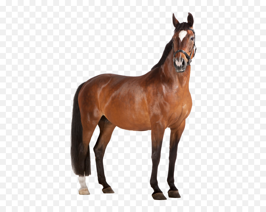Home Spokesimals - Marron Caballo Fondo Blanco Png,The Sims 3 Pets Pony Icon