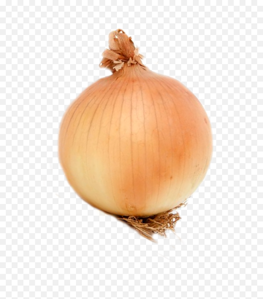 Download Onion Png Image With No Background - Pngkeycom Onion,Onion Png