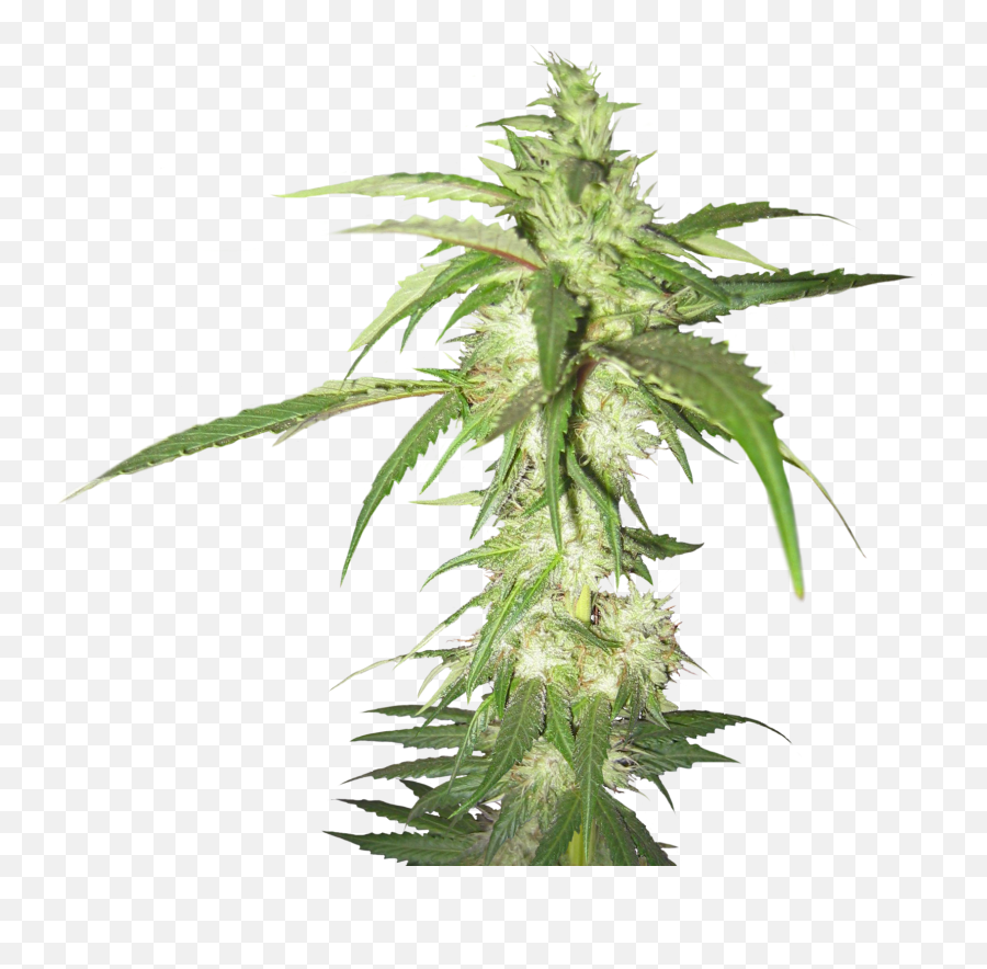 Cannabis Plant Transparent Background - Weed Plant Transparent Background Png,Weed Transparent Background