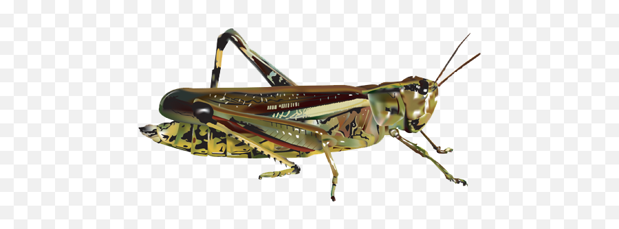 Download Grasshopper Png Image 184 - Grasshopper Transparent,Grasshopper Png
