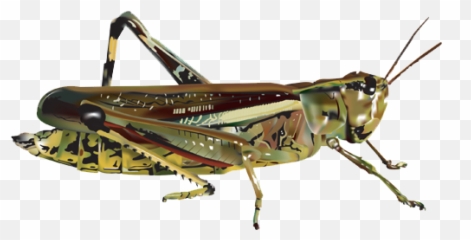 Download Grasshopper Png Image 184 - Grasshopper Transparent,Grasshopper Png
