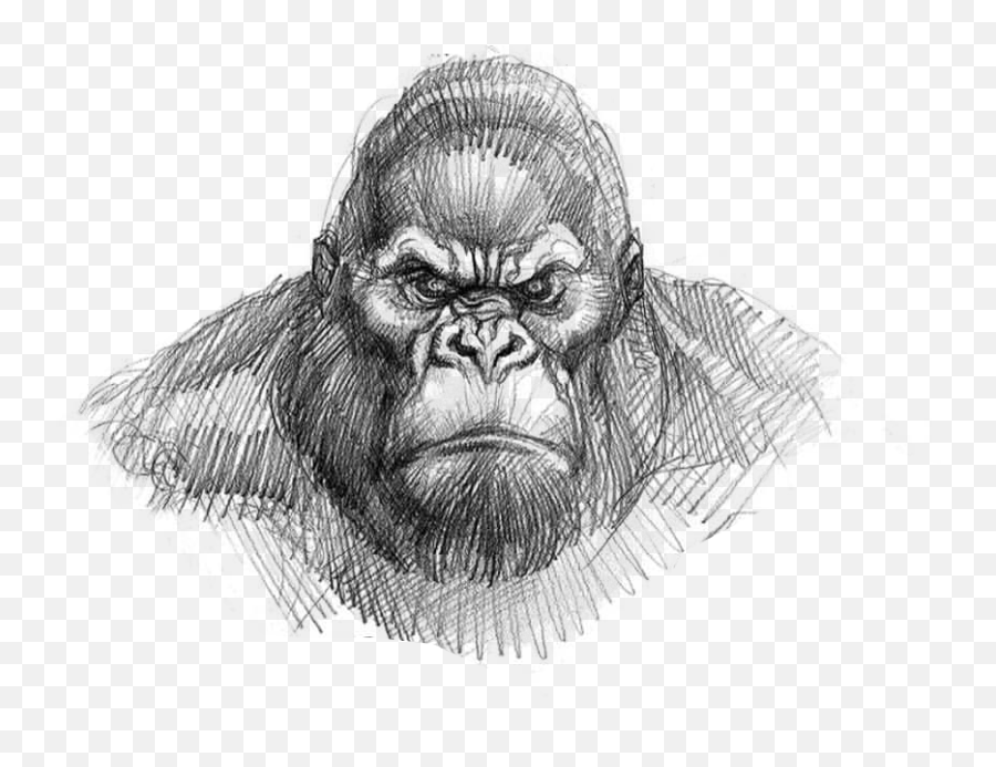 King Kong Drawing Easy Png Download - King Kong Face Drawing,Kong Png