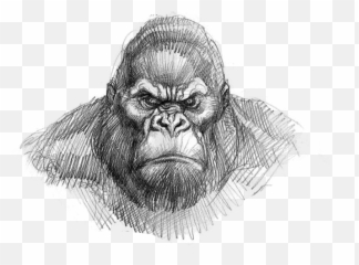 King Kong Drawing Easy Png Download - King Kong Face Drawing,Kong Png