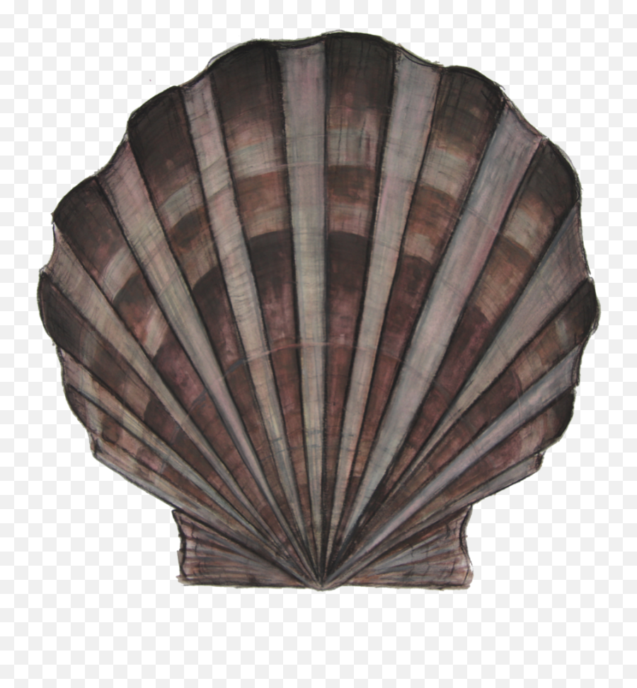 Bay Scallop Adoption Cornell - Wood Png,Scallop Png