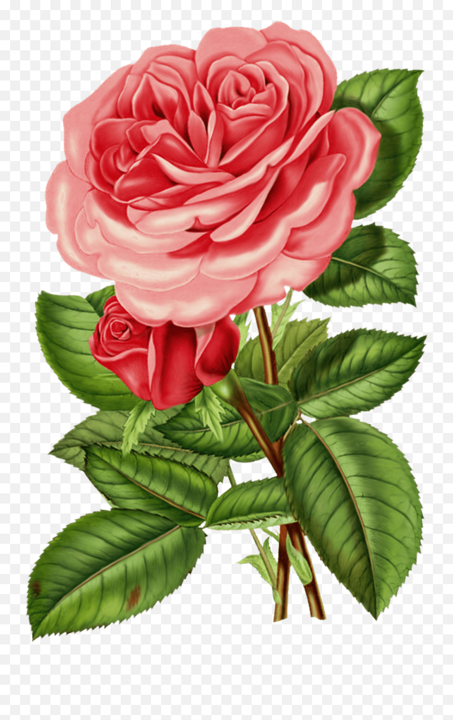 Vintage Rose Png Images Collection For - Victorian Rose Png,Rose Transparent