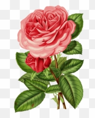 Vintage Rose Png Images Collection For - Victorian