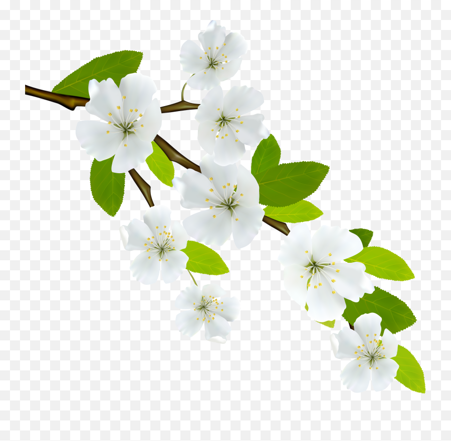 Flowering Dogwood Branch Clip Art Png White Flowers