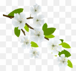 Flowering Dogwood Branch Clip Art Png White Flowers