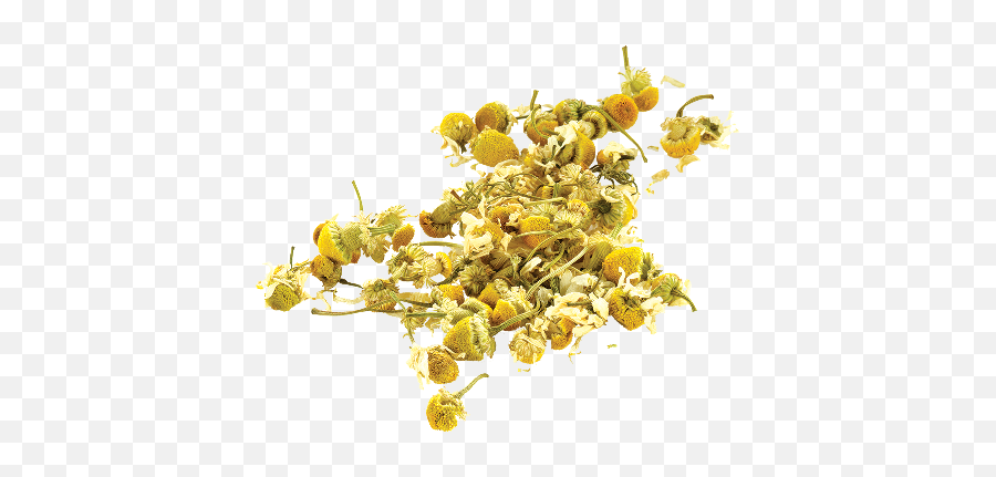 Library Png Woman S Moon Cycle - Camomile,Chamomile Png