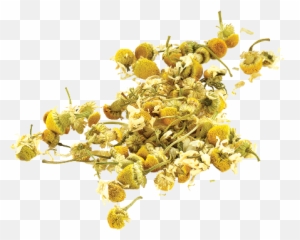 Library Png Woman S Moon Cycle - Camomile,Chamomile Png