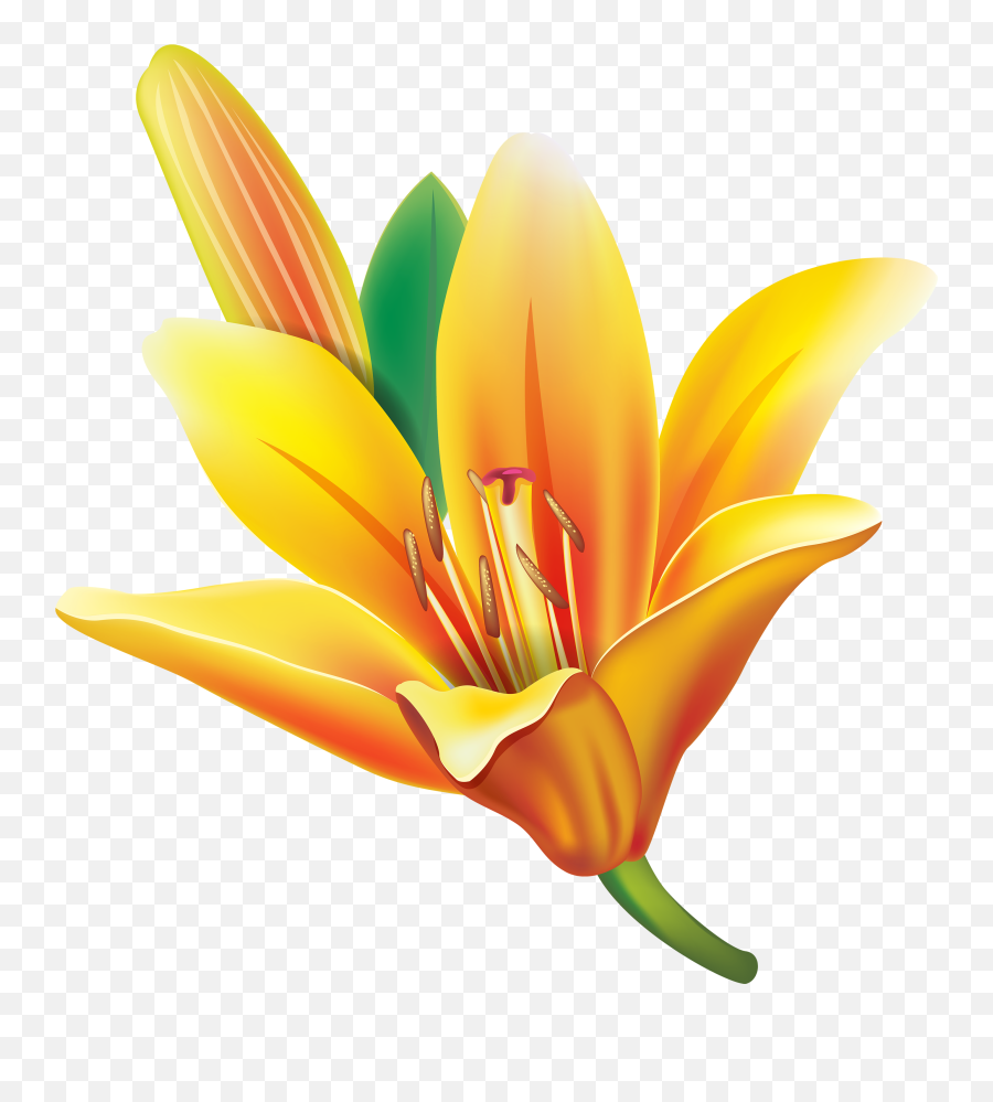 Transparent Background Yellw Lily Png