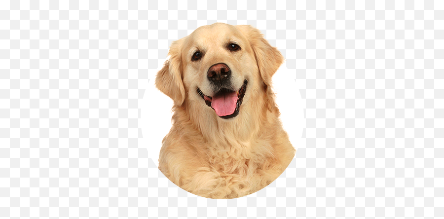 Golden Retriever Head Png Free - Golden Retriever Dog Stock,Golden Retriever Transparent Background