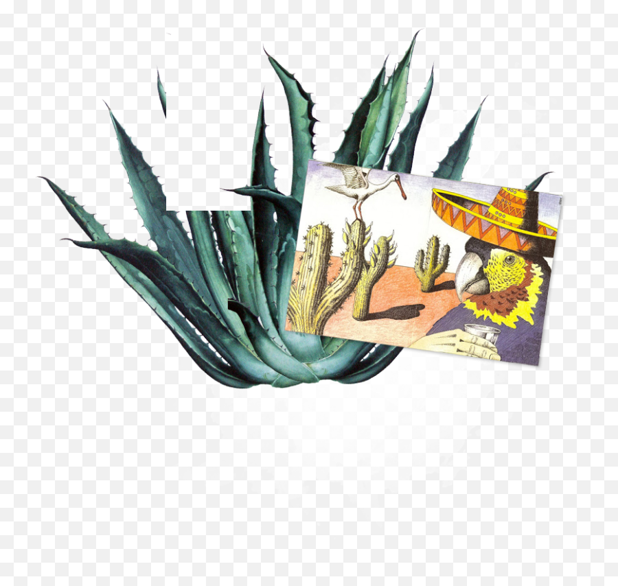 Tequila 101 - Juliou0027s Barrio Juliou0027s Barrio Agave Azul Png,Agave Png