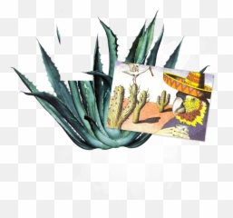 Tequila 101 - Juliou0027s Barrio Juliou0027s Barrio Agave Azul Png,Agave Png