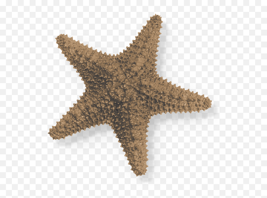 Sea - Starlr Luisa Rosas Starfish Png,Sea Star Png