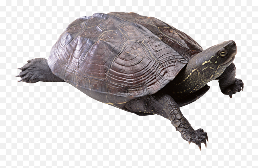 Turtle Png Images Free Download - Transparent Background Turtle Png,Tortoise Png