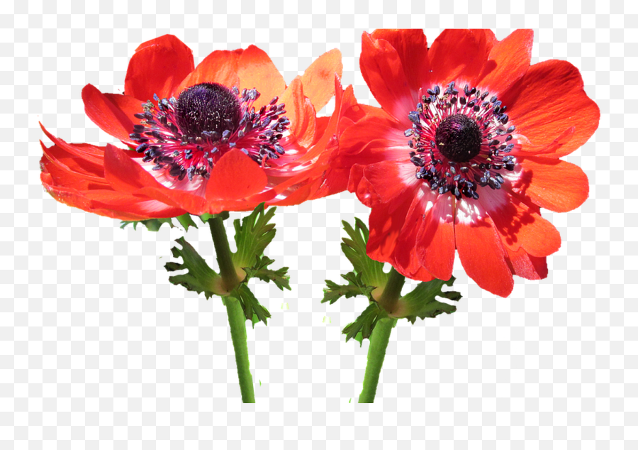 Download Hd Red Flower Anemone Free - Red Anemone Png,Anemone Png