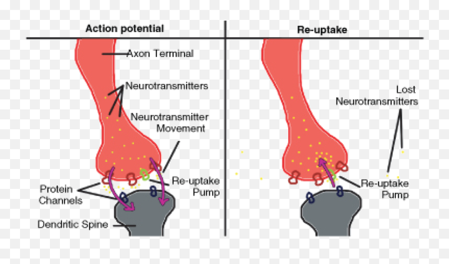 The Nervous System U2039 Opencurriculum - Reuptake In The Nervous System Png,Nervous System Png